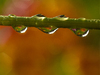 Droplets