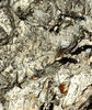 paperbark trunk textures1