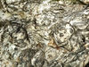 paperbark trunk textures