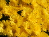 Yellow Chrisantemums