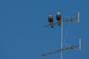 sparrowhawk