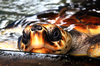 Loggerhead Lookin'