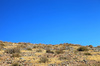 Bushes with deep blue sky