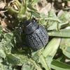 Beetle
