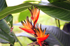 Tropical Flower
