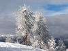 winter trees