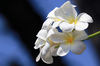 Frangipani