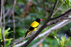 Black Headed Oriole