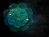 Fractal Flower