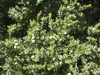 Juniper berries