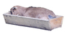 A goat in the drinking trough