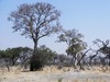botswana landscape