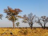 botswana landscape