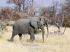 two elephants
