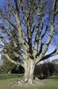 Beech tree in winter