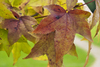 Autumn