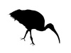 Ibis