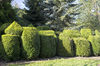 Topiary