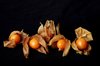 Five Physalis