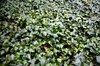 Ivy Carpet