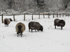 sheep on snow