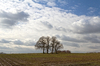 Winter landscape