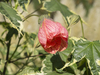 Abutilon flower