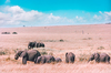 Elephants in Masai Mara