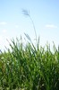 Lone Grass