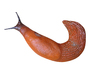Slug