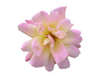 Pink flower