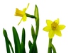Easter daffodils