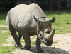 Black rhinoceros