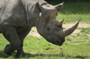 Black rhinoceros