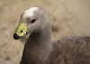 eye of duck