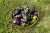 eggplants and peppers 1