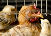 Chicks in the farmyard 2