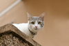 Cute cat with yellows eyes 2
