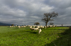 The pasture 1