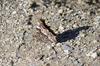 Butterfly camouflage