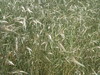 Wheat
