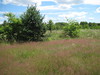 Meadow