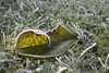fallen leaf 3
