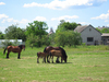Horses on a pasture