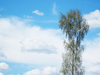 Tree against the sky