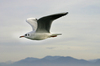 flying gull