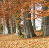 autumn forest 1