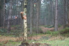 Squirrel thief