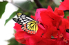 Jezebel and Bougainvillea