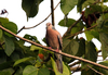 Spotted Dove